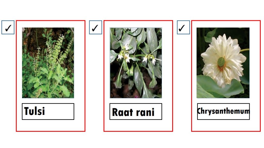 NCERT Solutions Class 4 EVS The Valley of Flowers
