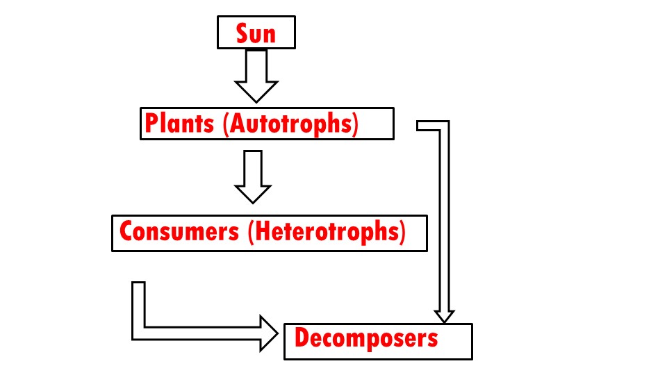NCERT Solutions Std 7 Science Nutrition in Plants